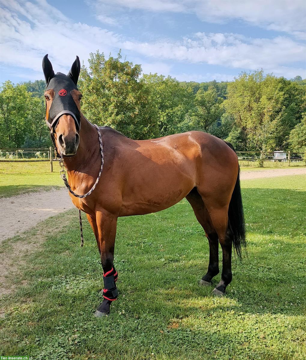 Bild 2: 15-jähriges Polopony sucht schönes Plätzchen als Freizeitpferd