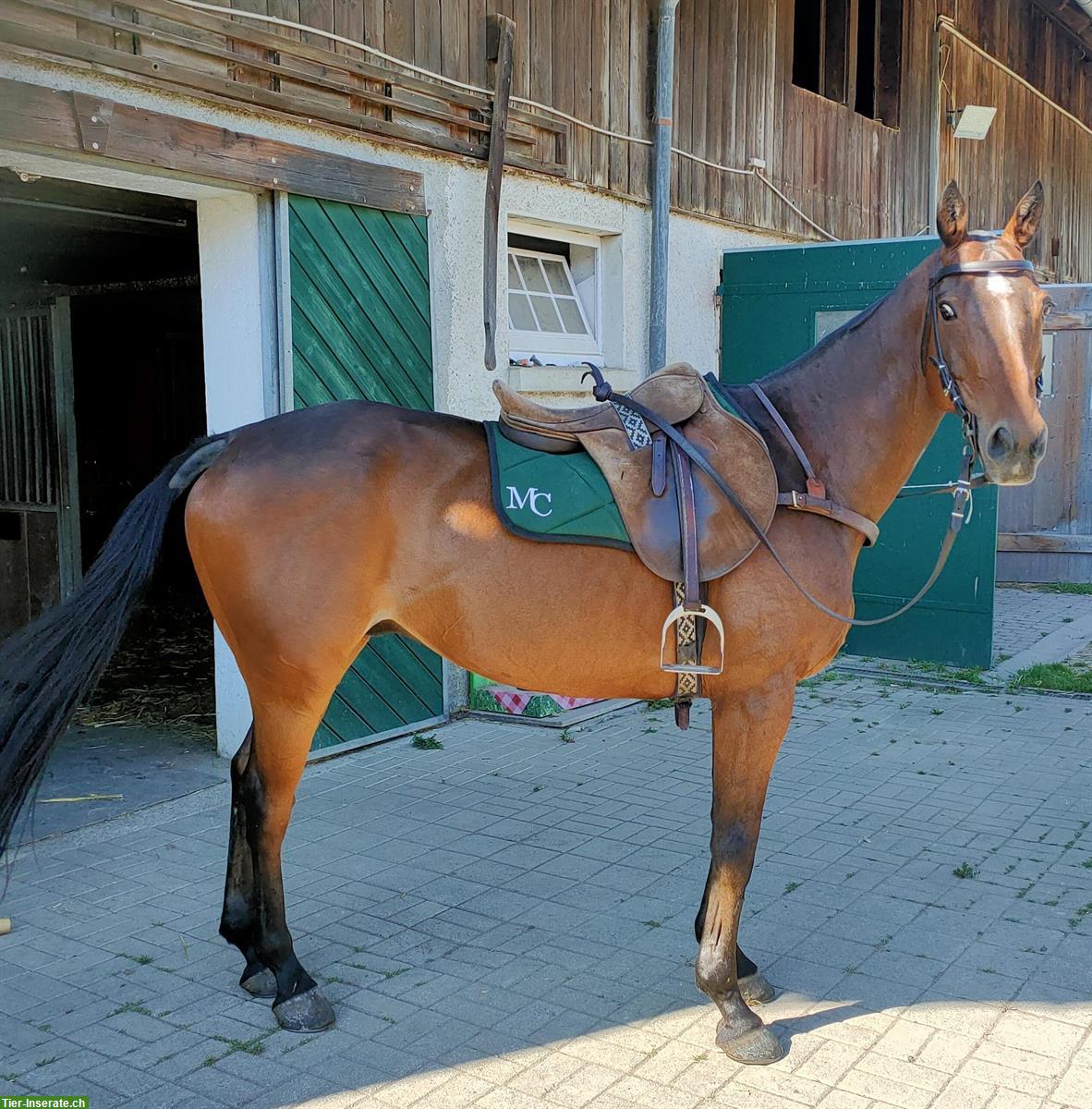 Bild 3: 15-jähriges Polopony sucht schönes Plätzchen als Freizeitpferd