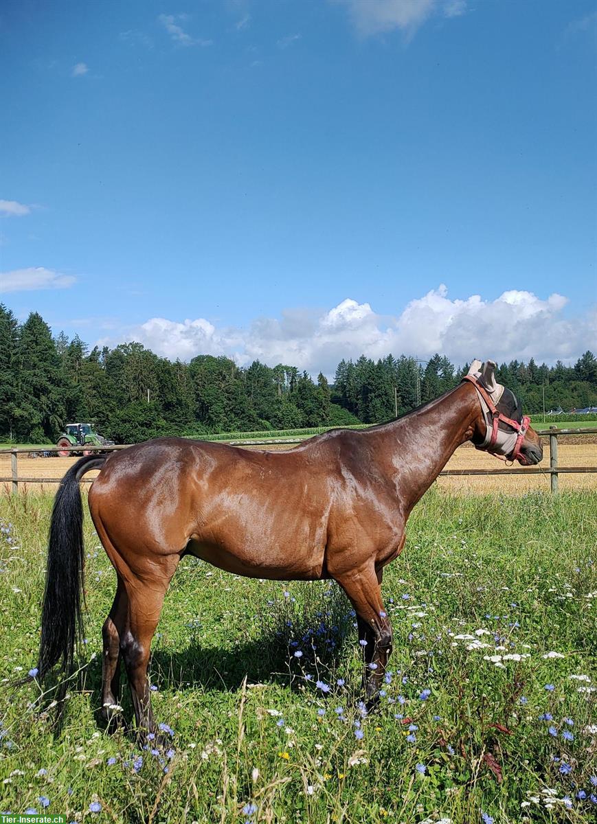 Bild 4: 15-jähriges Polopony sucht schönes Plätzchen als Freizeitpferd