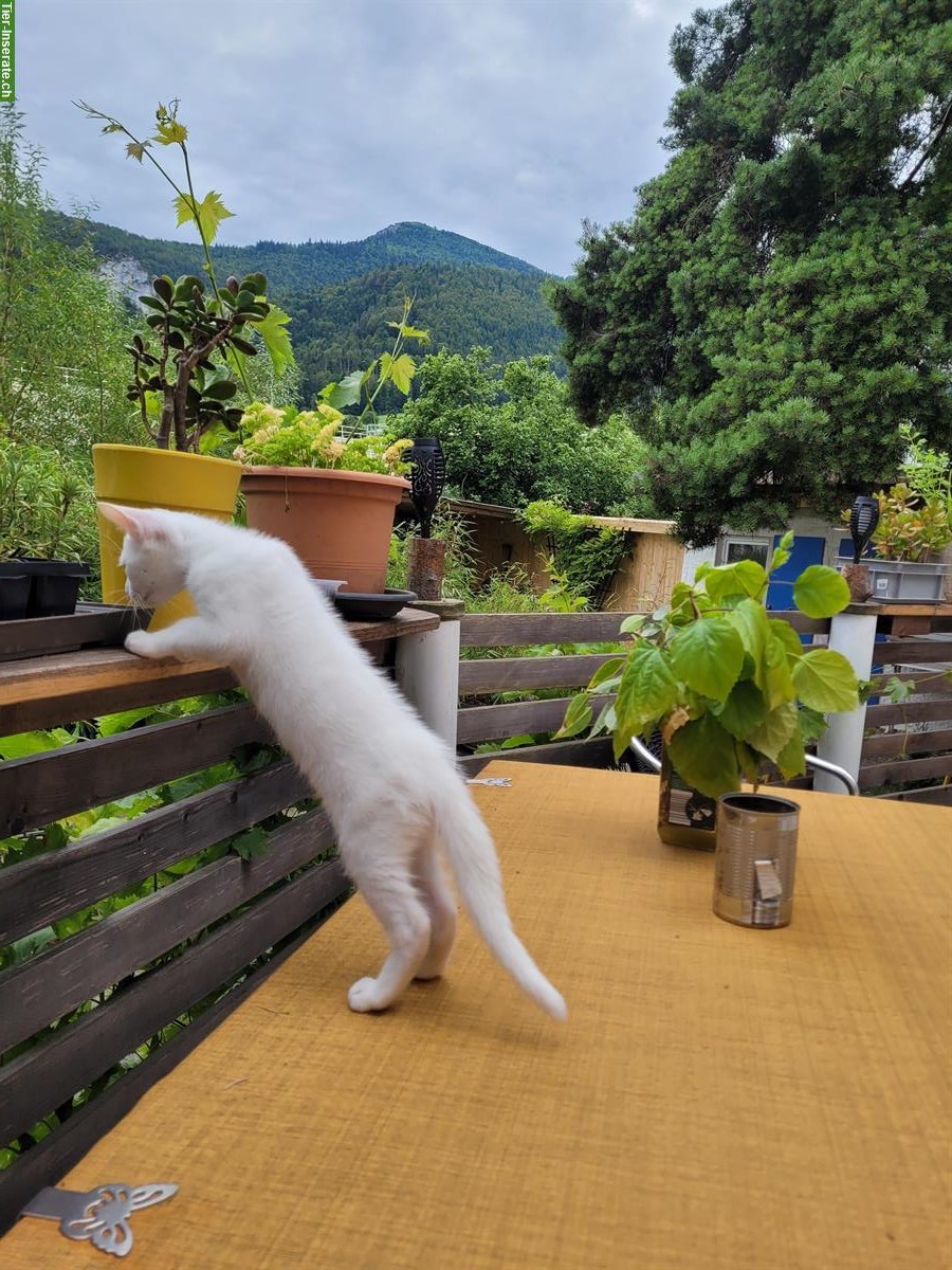 Bild 2: Stubenreine Kitten weiblich, weiss zu verkaufen