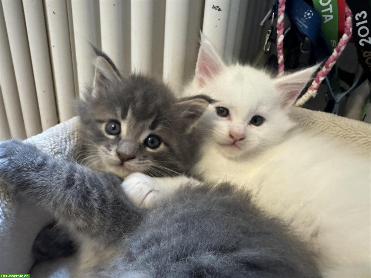 Maine Coon Kitten in blue tabby & white mit Stammbaum