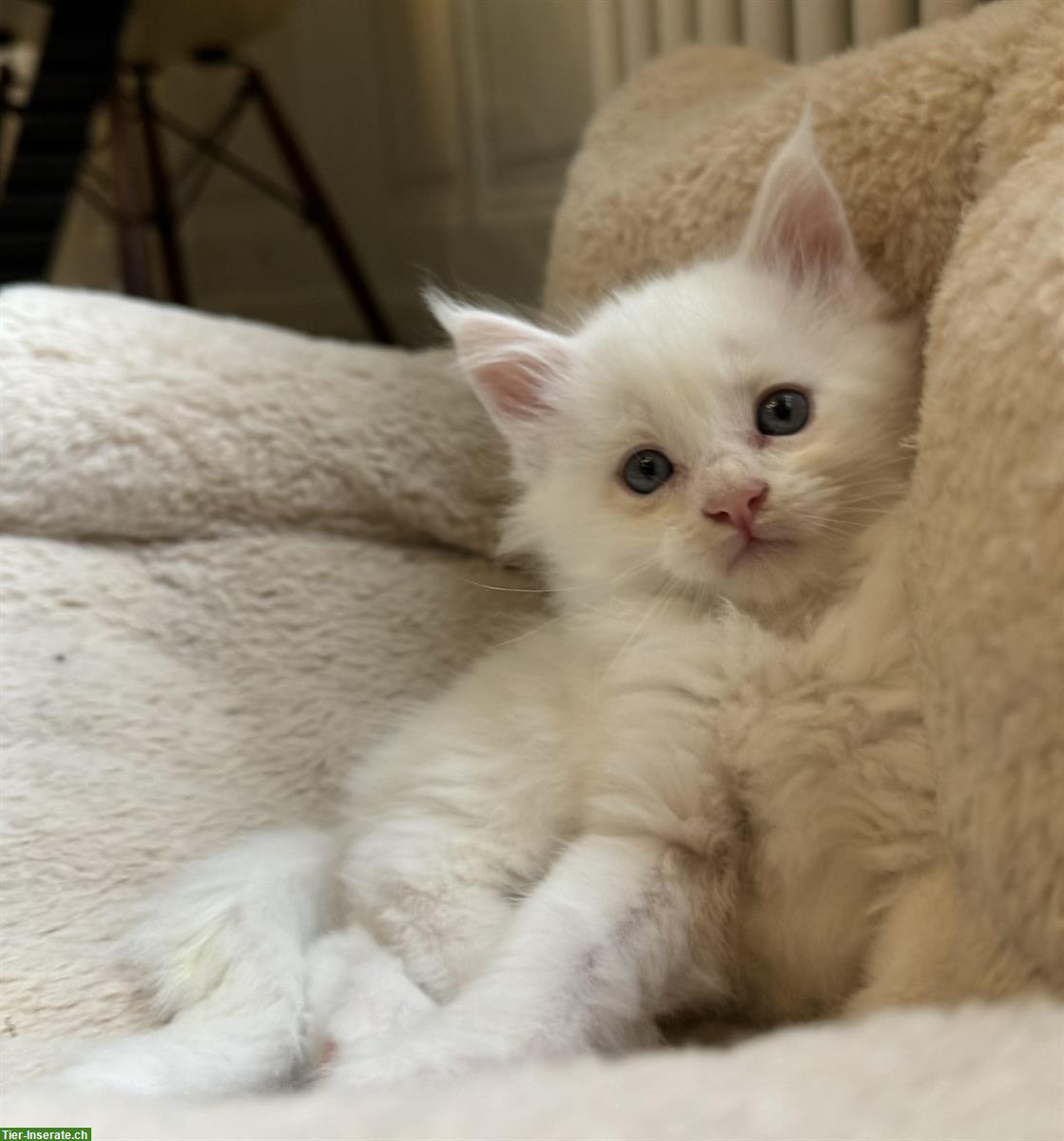 Bild 2: Maine Coon Kitten in blue tabby & white mit Stammbaum