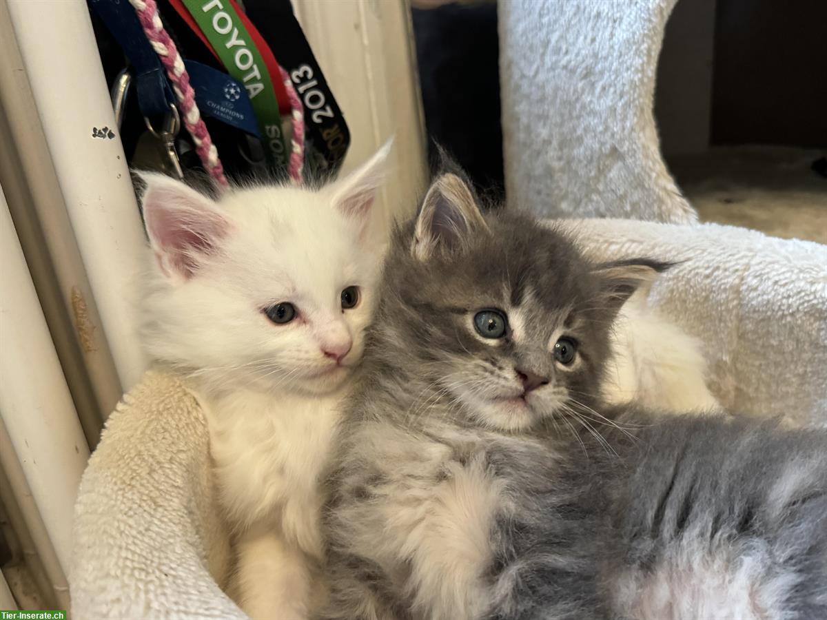 Bild 3: Maine Coon Kitten in blue tabby & white mit Stammbaum