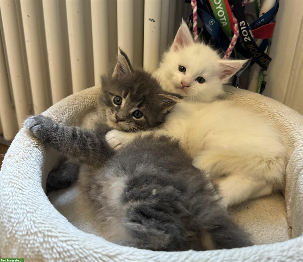 Bild 4: Maine Coon Kitten in blue tabby & white mit Stammbaum