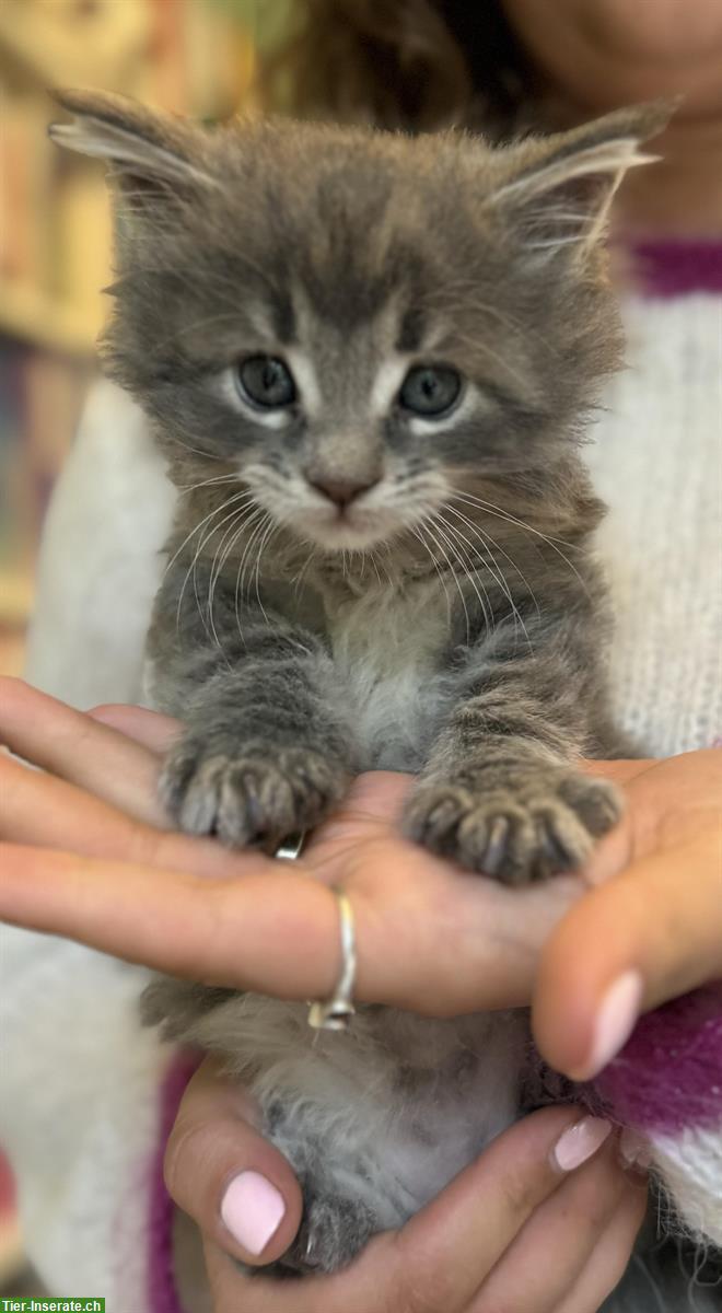 Bild 5: Maine Coon Kitten in blue tabby & white mit Stammbaum