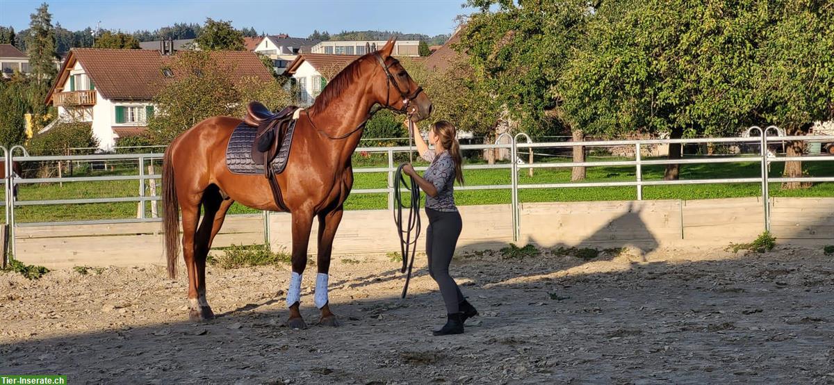 Bild 2: Reitbeteiligung: Schöne Warmblut Wallach sucht dich!