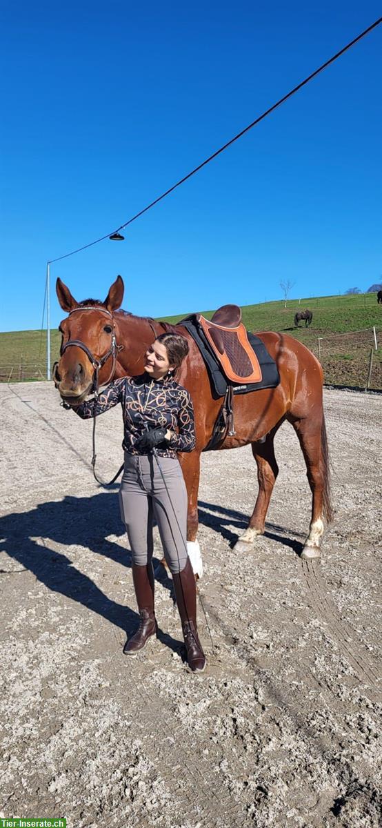 Bild 3: Reitbeteiligung: Schöne Warmblut Wallach sucht dich!