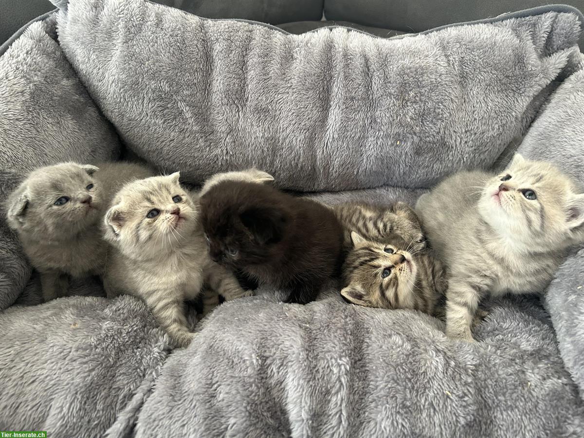 BKH, Britisch Kurzhaar x Scottish Fold Kitten