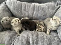 BKH, Britisch Kurzhaar x Scottish Fold Kitten