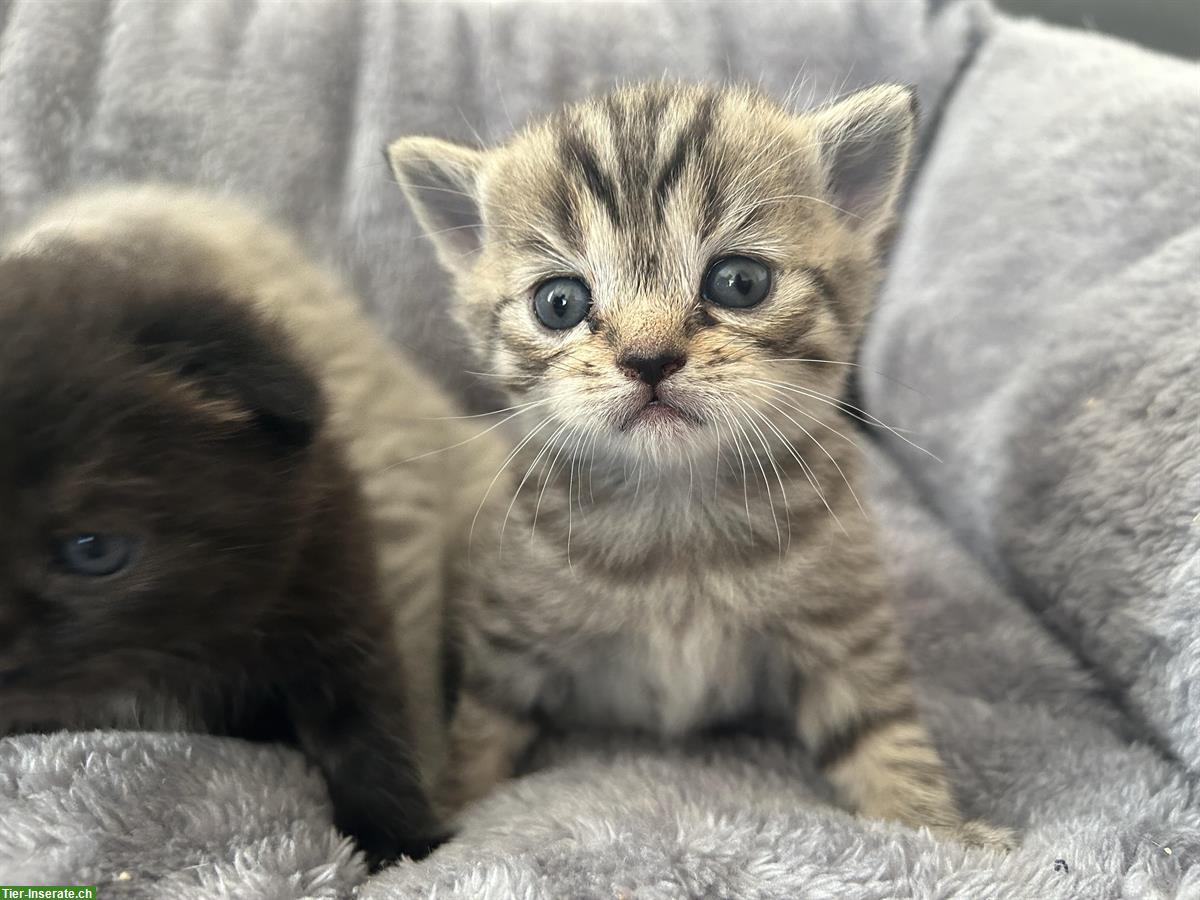 Bild 2: BKH, Britisch Kurzhaar x Scottish Fold Kitten