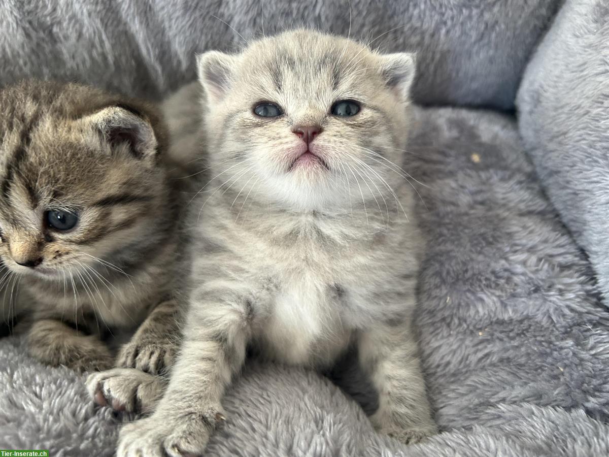 Bild 3: BKH, Britisch Kurzhaar x Scottish Fold Kitten