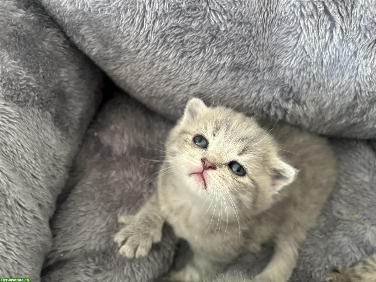 Bild 4: BKH, Britisch Kurzhaar x Scottish Fold Kitten