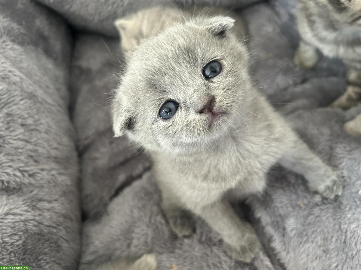 Bild 5: BKH, Britisch Kurzhaar x Scottish Fold Kitten