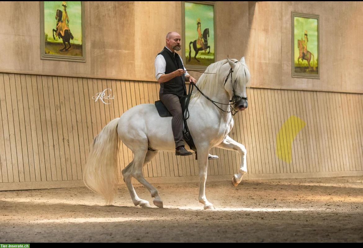 Bent Branderup Seminar - Akademische Reitkunst