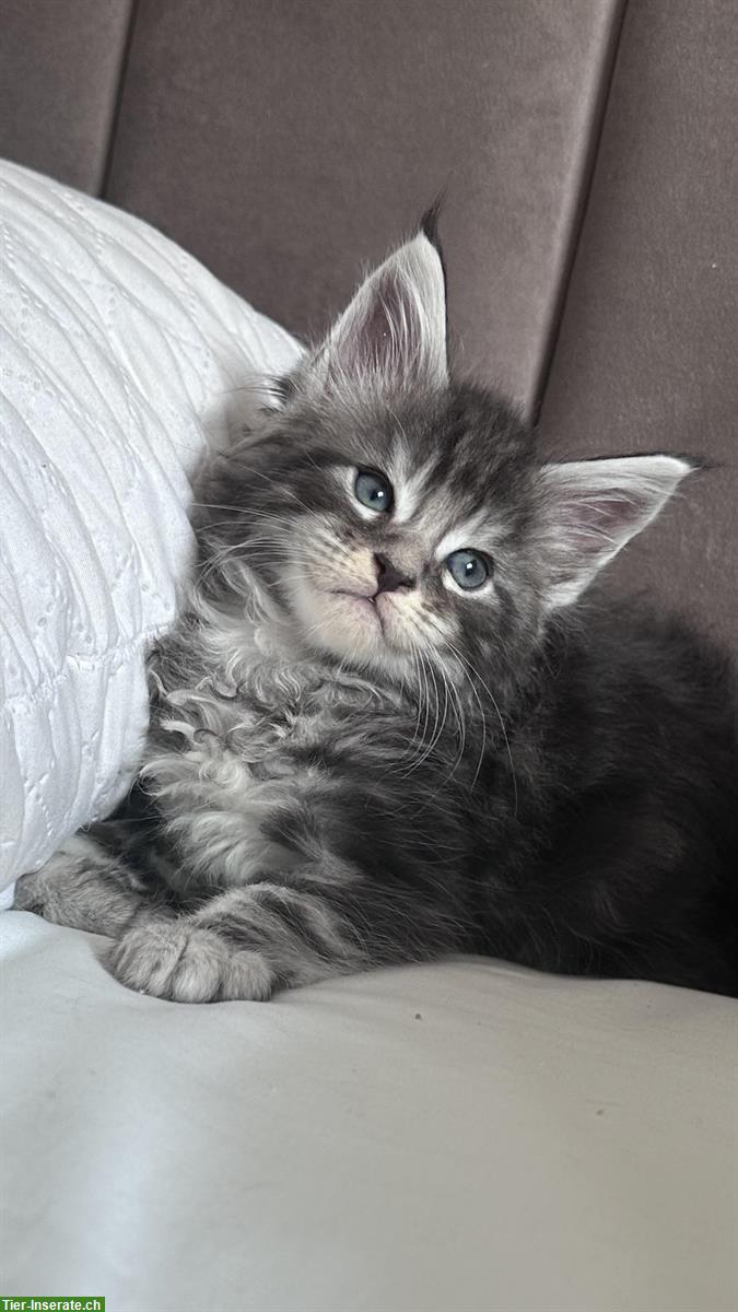 Wundervolle Maine Coon Kitten, männlich & weiblich