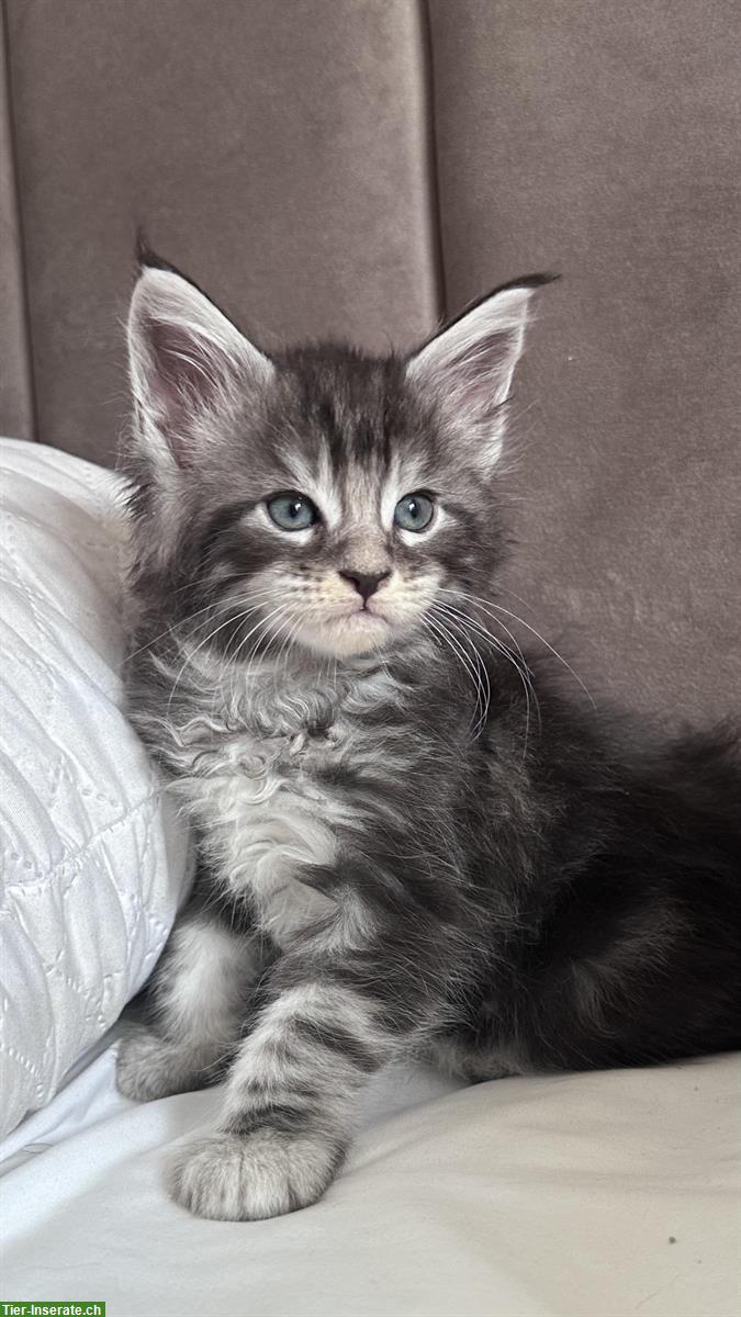 Bild 2: Wundervolle Maine Coon Kitten, männlich & weiblich