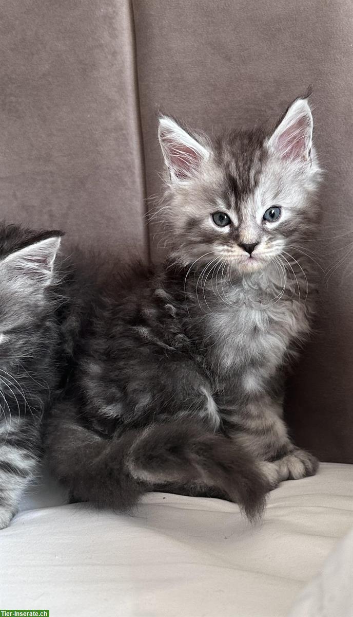 Bild 3: Wundervolle Maine Coon Kitten, männlich & weiblich