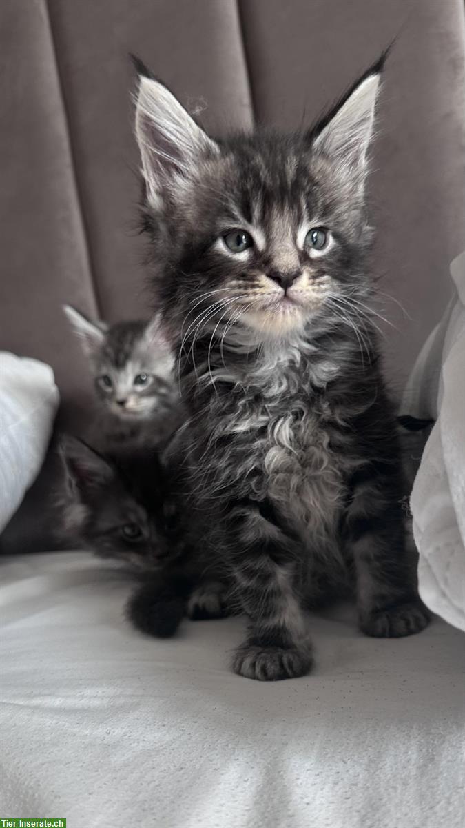 Bild 4: Wundervolle Maine Coon Kitten, männlich & weiblich