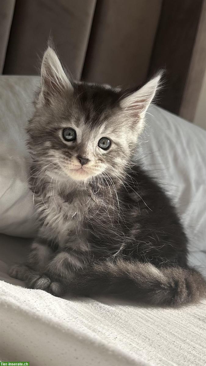 Bild 6: Wundervolle Maine Coon Kitten, männlich & weiblich