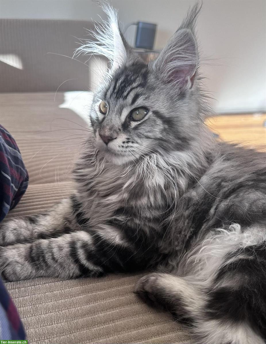 Bild 8: Wundervolle Maine Coon Kitten, männlich & weiblich