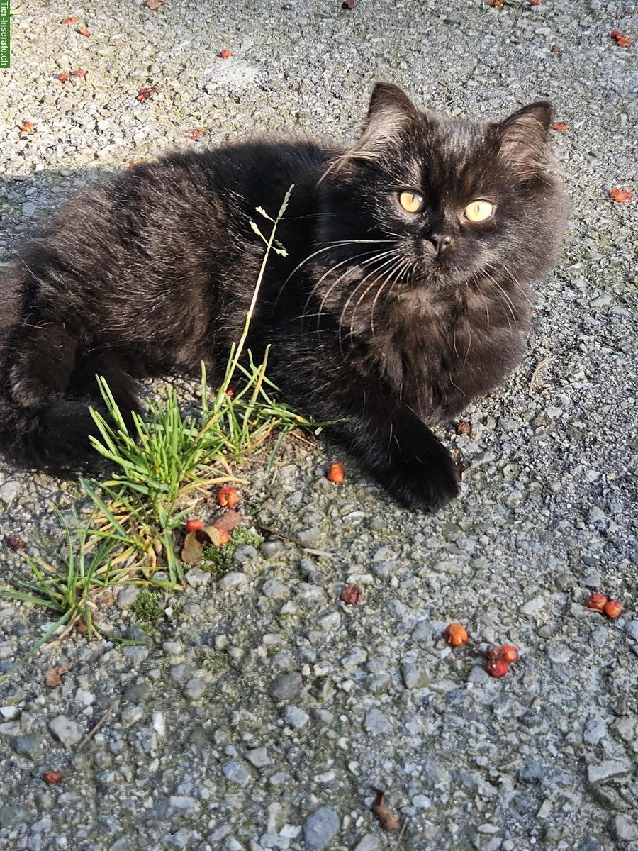 Katzen männlich & weiblich zu verkaufen