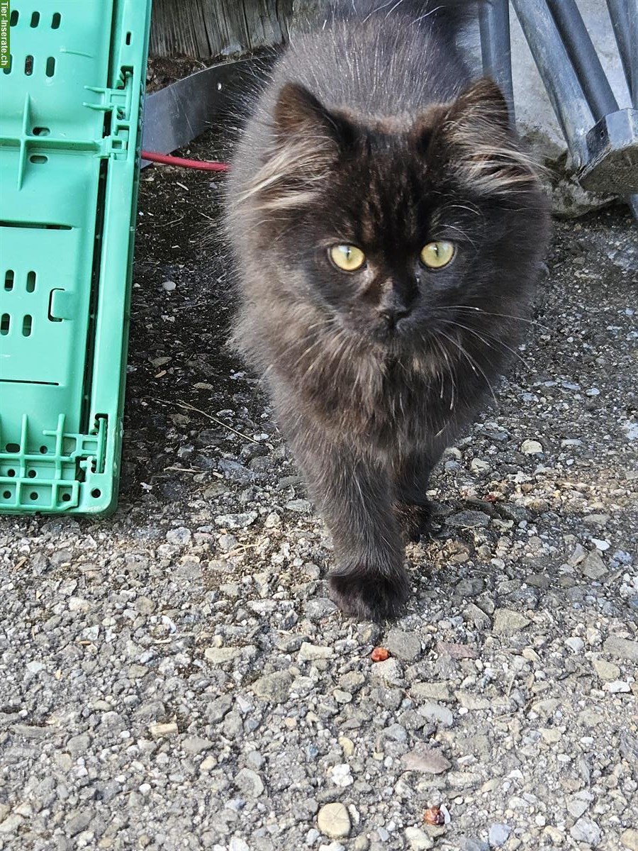 Bild 3: Katzen männlich & weiblich zu verkaufen