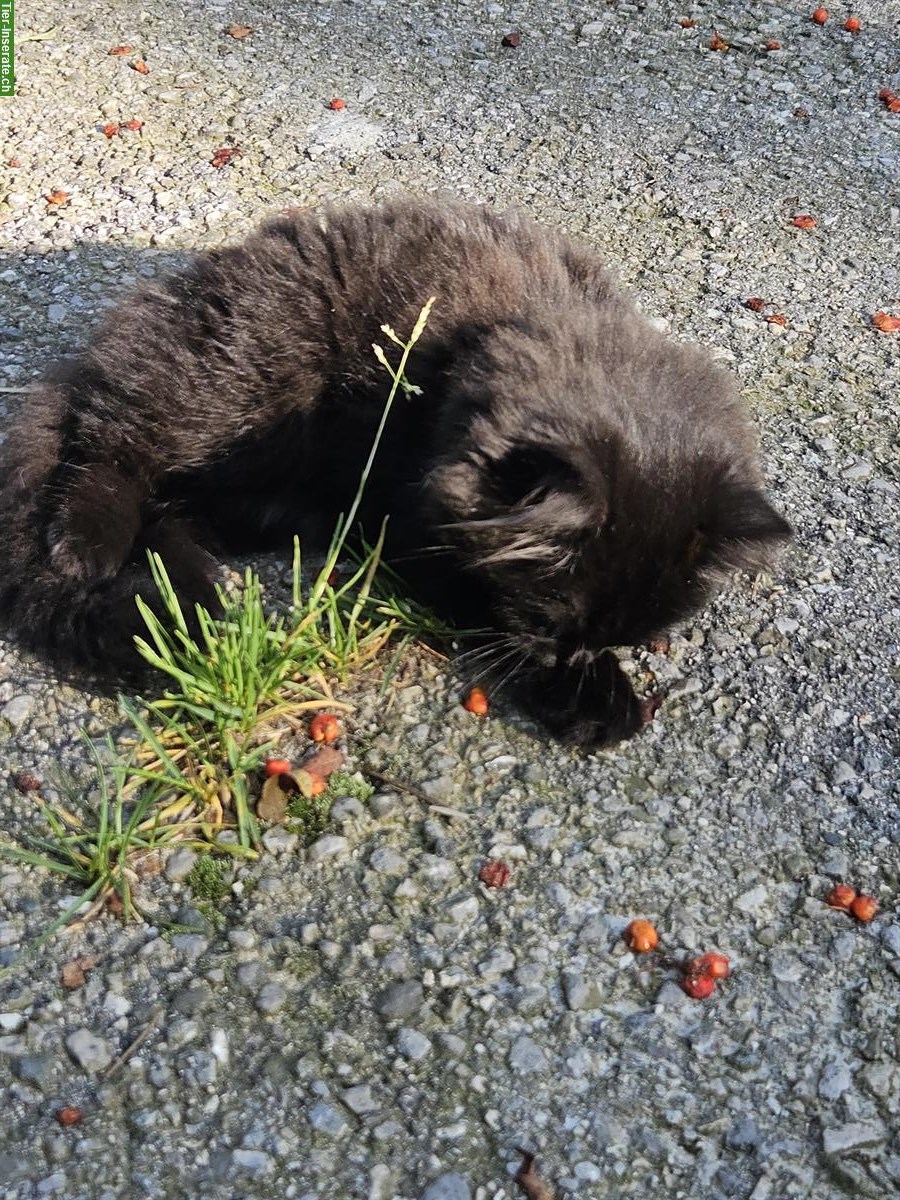 Bild 4: Katzen männlich & weiblich zu verkaufen