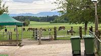 2 Grosszügige Innenboxen für Ponys, Wallach