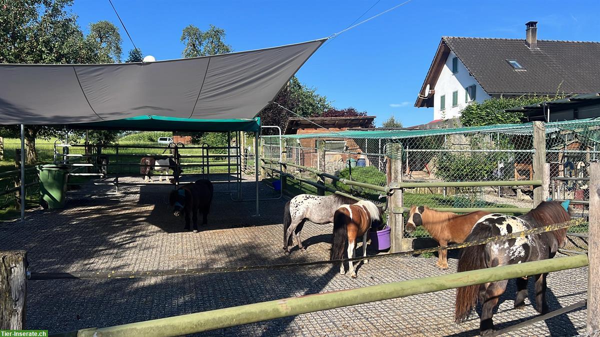 Bild 2: 2 Grosszügige Innenboxen für Ponys, Wallach