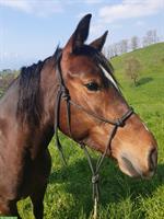 Reitbeteiligung für Freiberger Stute in Weggis LU