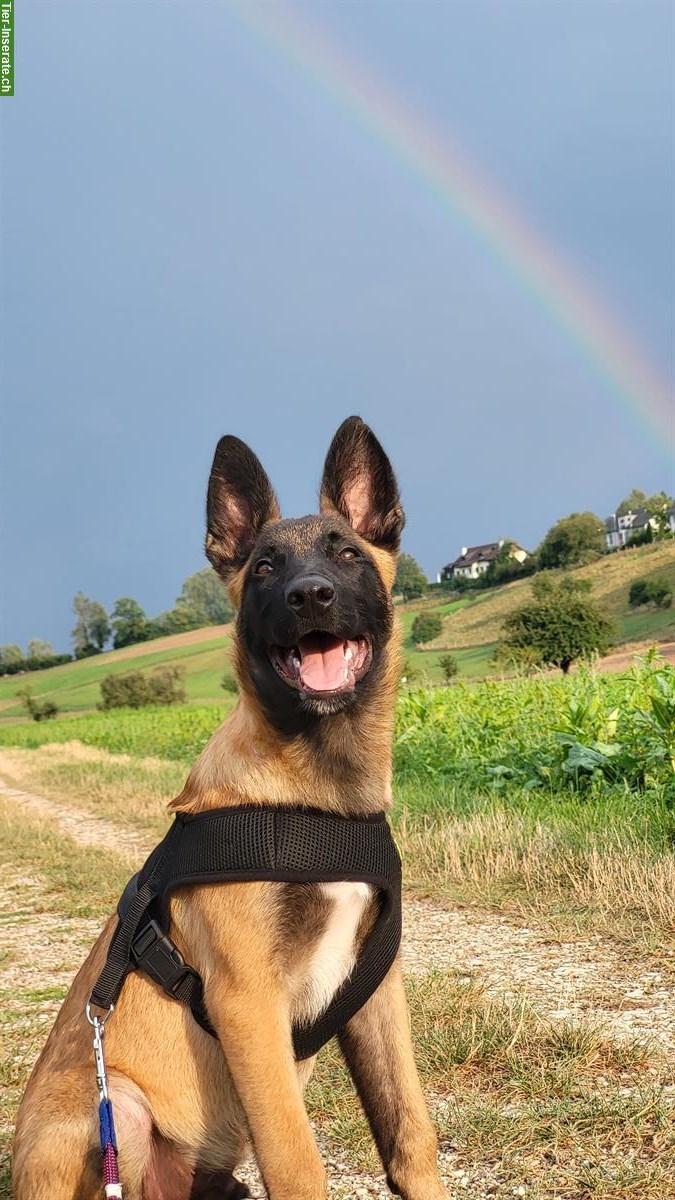 Holländischer Schäferhund mit Hundezubehör