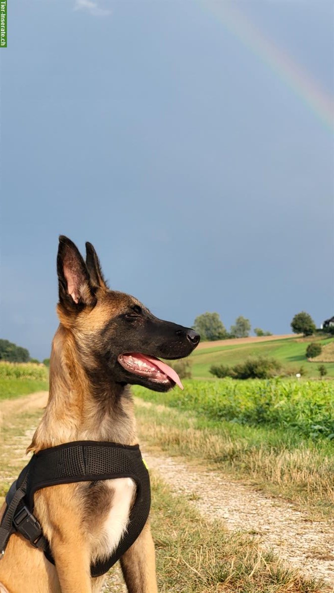 Bild 2: Holländischer Schäferhund mit Hundezubehör