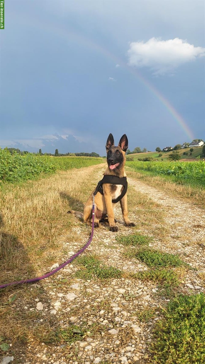 Bild 3: Holländischer Schäferhund mit Hundezubehör