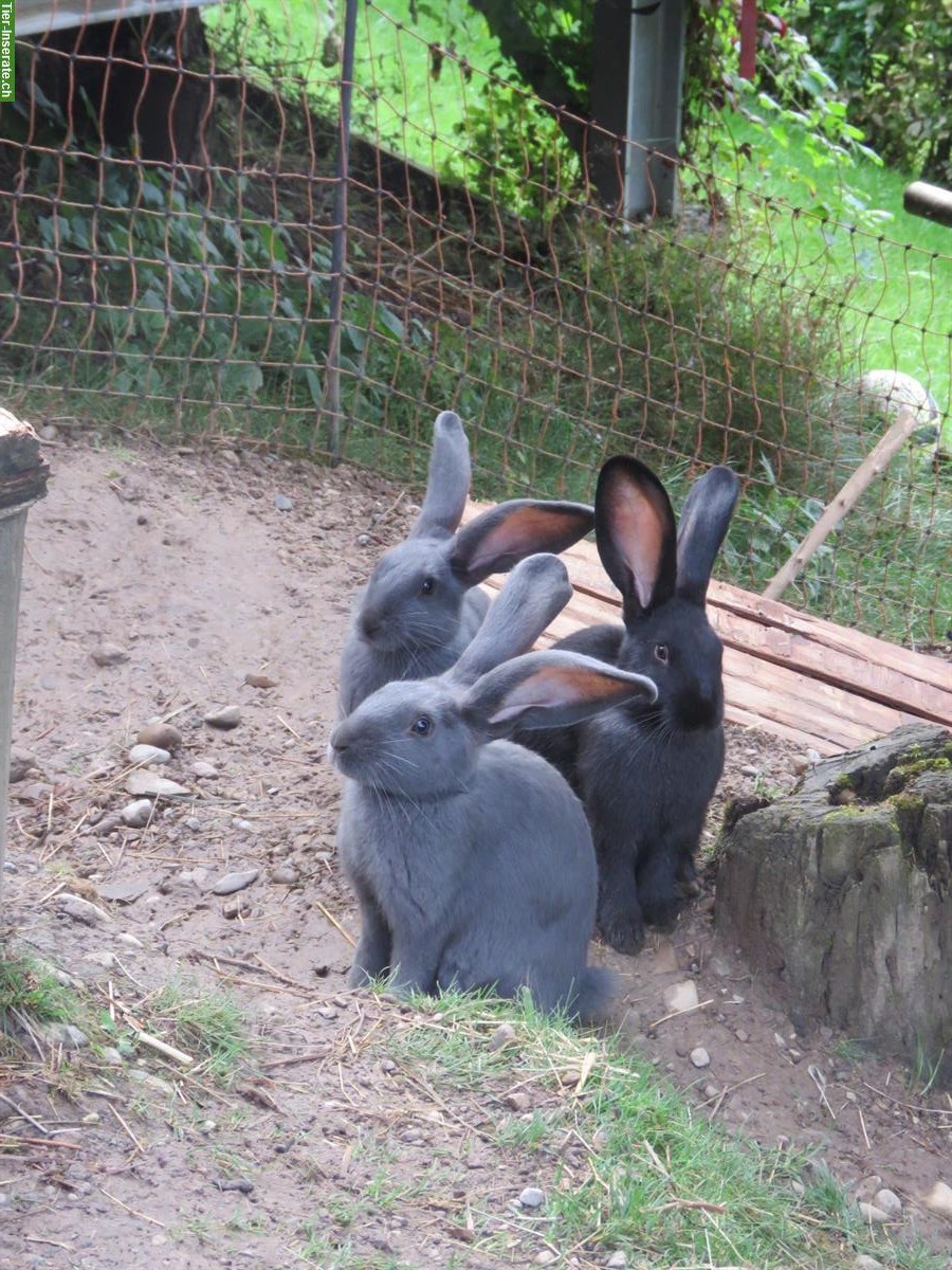 Bild 4: Junge Kaninchen Zippe & Rammler