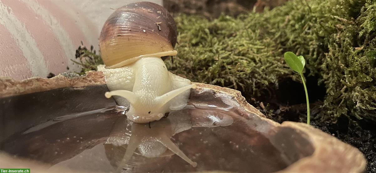 3 Achatina fulica, White Jade aus Eigenzucht ohne Parasiten