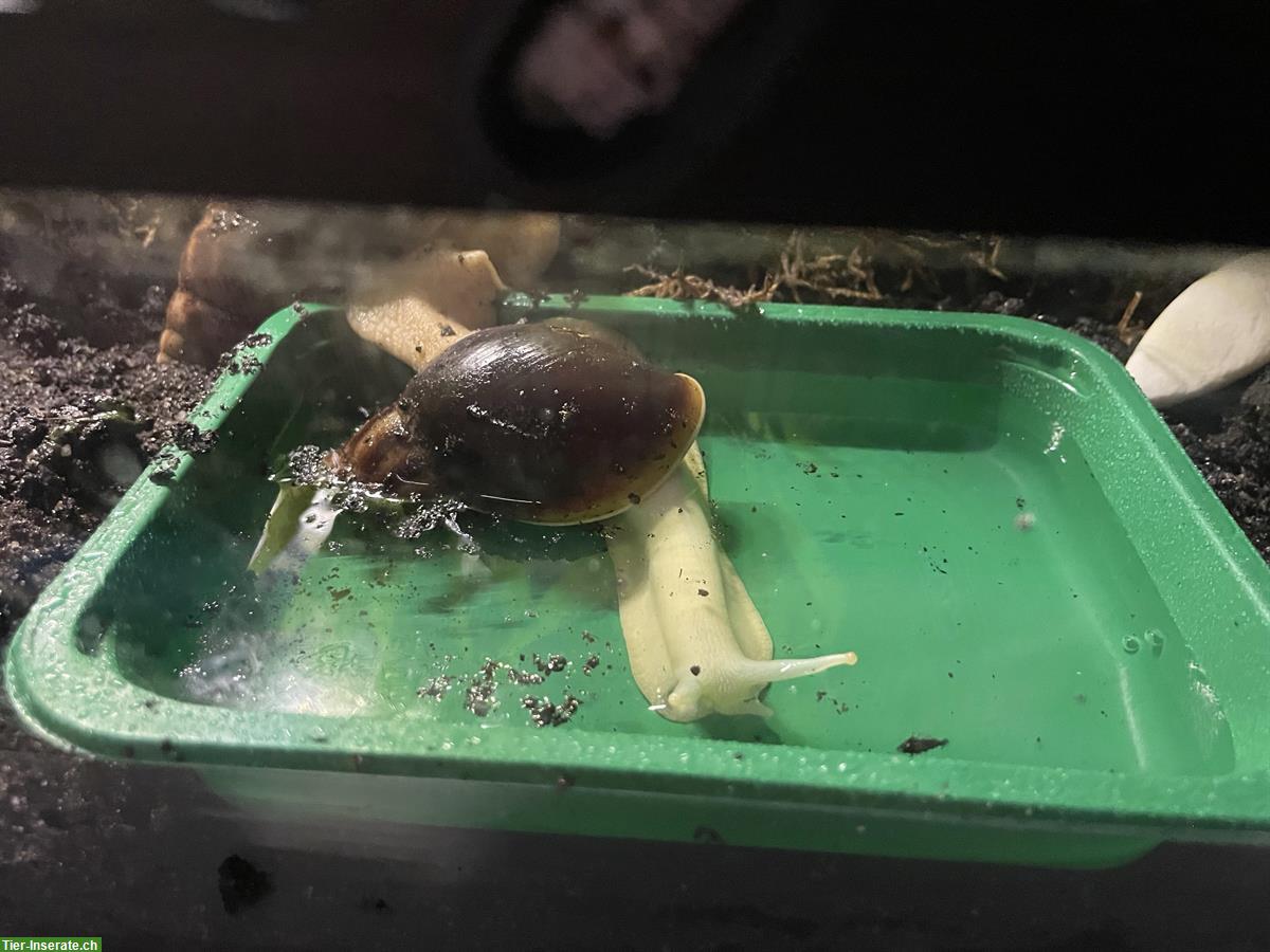 Bild 2: 3 Achatina fulica, White Jade aus Eigenzucht ohne Parasiten