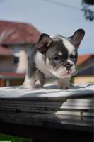 French Bulldog Welpen suchen ein Fürimmer-Zuhause