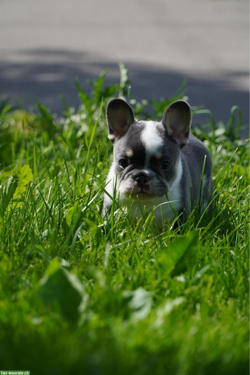 Bild 3: French Bulldog Welpen suchen ein Fürimmer-Zuhause