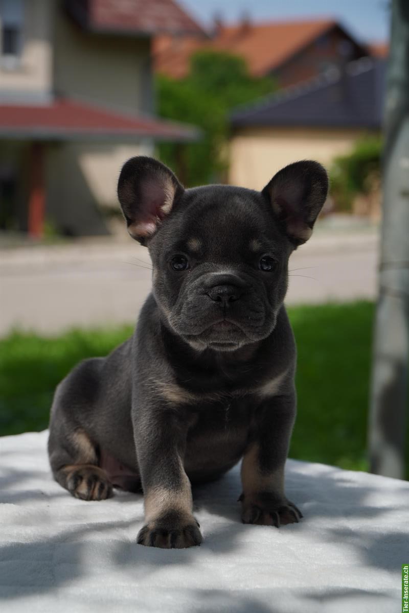 Bild 4: French Bulldog Welpen suchen ein Fürimmer-Zuhause