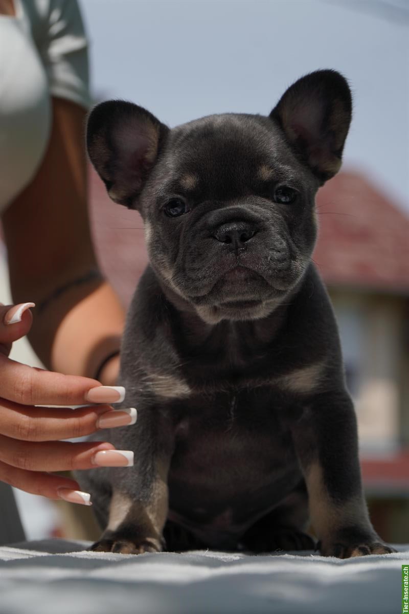 Bild 5: French Bulldog Welpen suchen ein Fürimmer-Zuhause