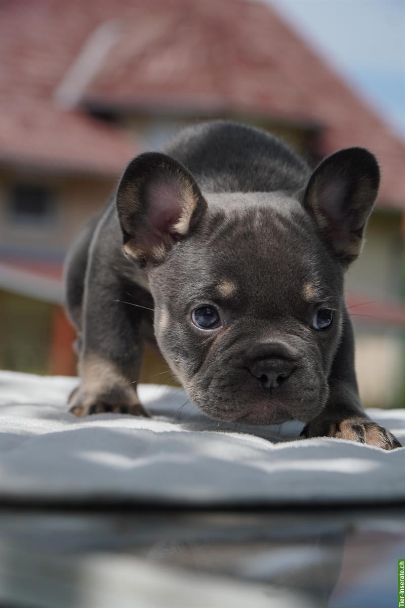 Bild 6: French Bulldog Welpen suchen ein Fürimmer-Zuhause