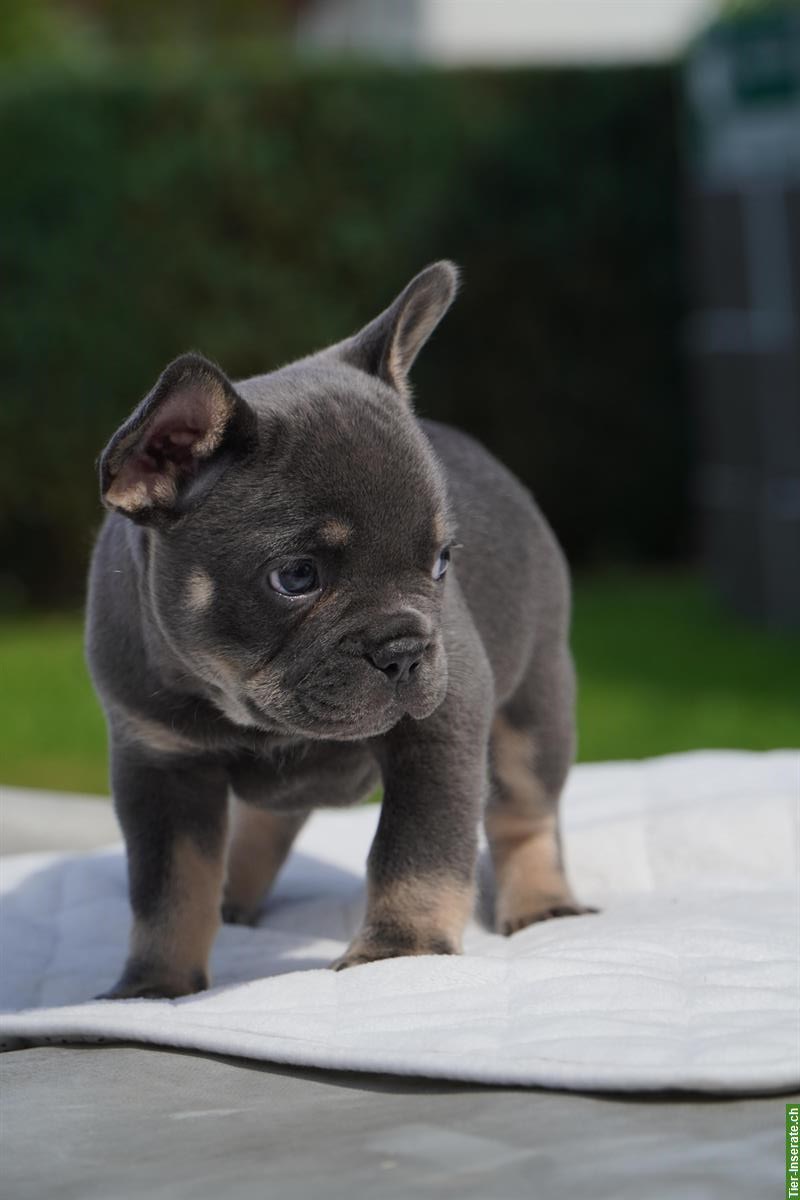 Bild 7: French Bulldog Welpen suchen ein Fürimmer-Zuhause