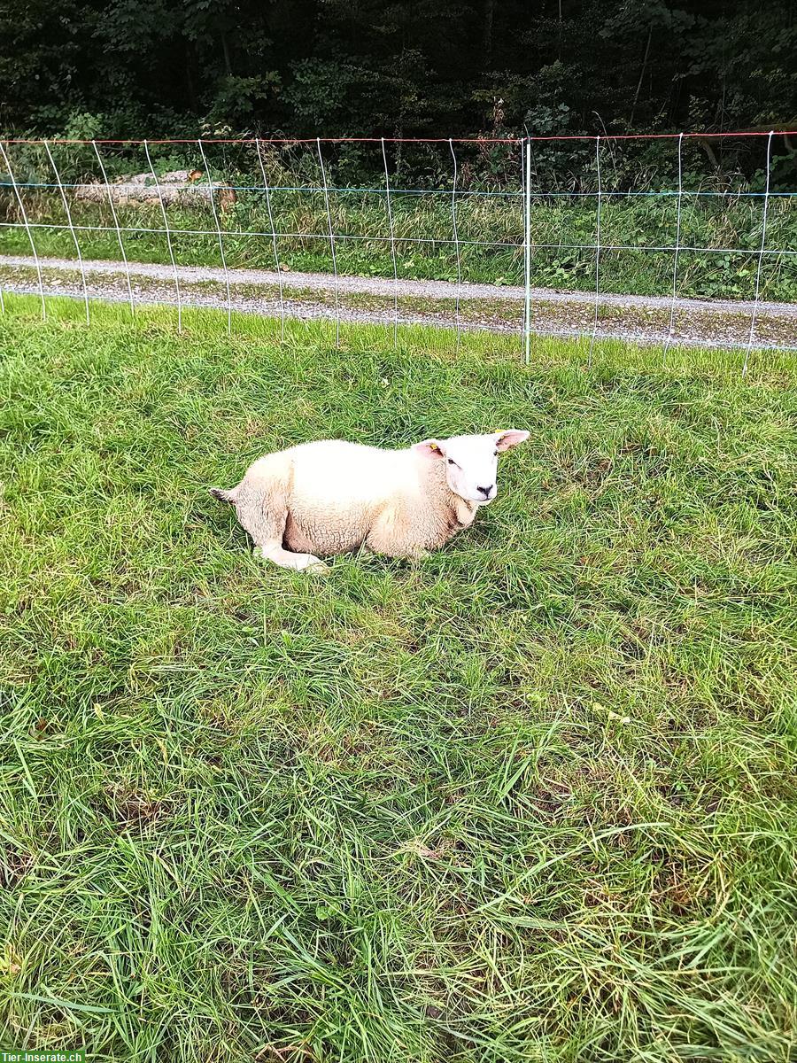 Bild 2: Texel Lammböcke zu verkaufen