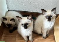 Ragdoll x Heilige Birma / Neva Masquarade Kitten suchen Zuhause