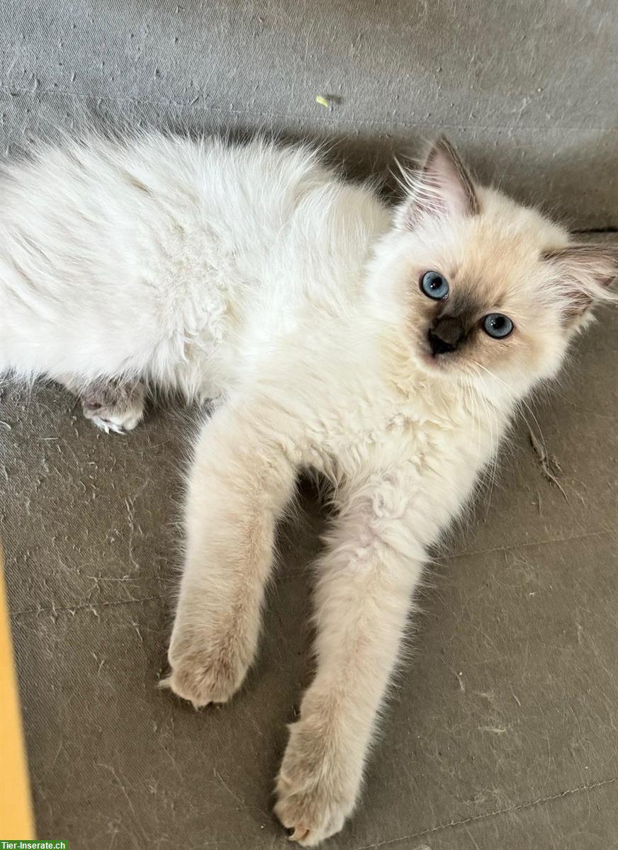 Bild 4: Ragdoll x Heilige Birma / Neva Masquarade Kitten suchen Zuhause