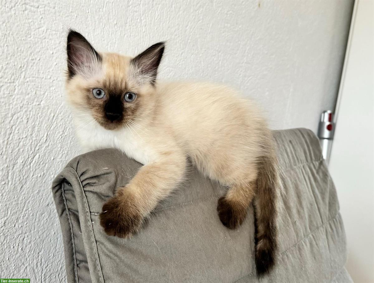 Bild 5: Ragdoll x Heilige Birma / Neva Masquarade Kitten suchen Zuhause