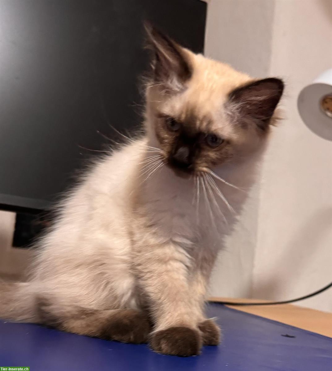 Bild 7: Ragdoll x Heilige Birma / Neva Masquarade Kitten suchen Zuhause