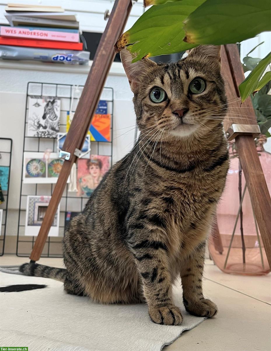 Bild 2: Süsse Bengal Mischlings Hauskatze sucht liebes Zuhause