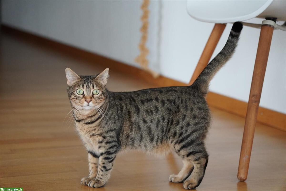 Bild 3: Süsse Bengal Mischlings Hauskatze sucht liebes Zuhause