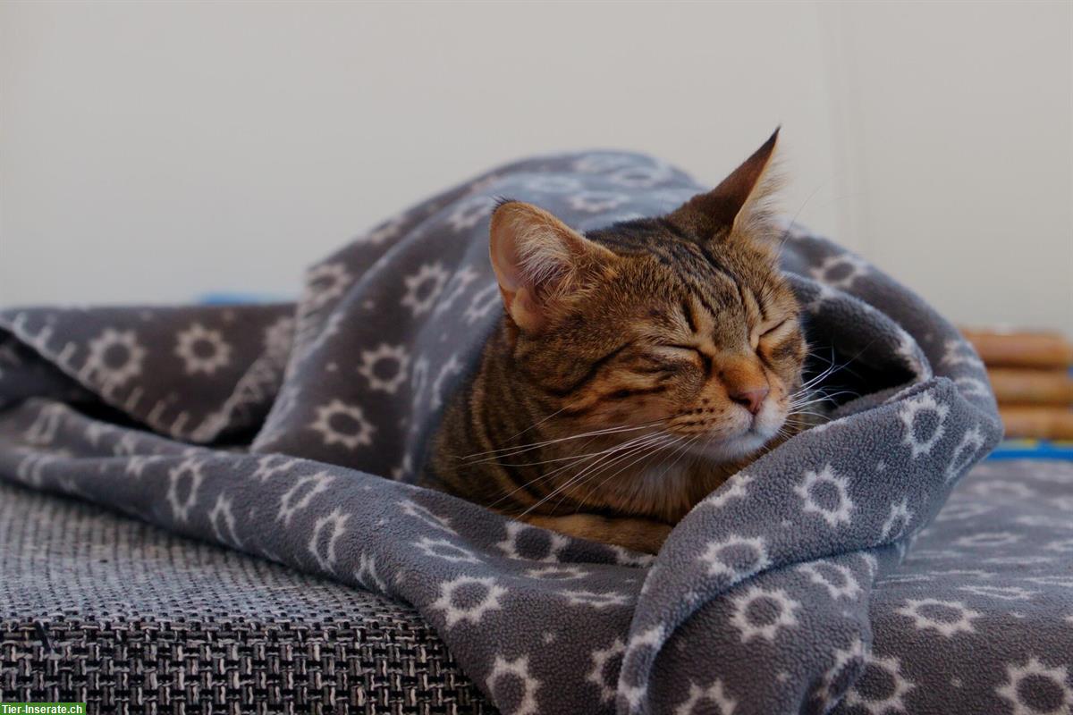 Bild 4: Süsse Bengal Mischlings Hauskatze sucht liebes Zuhause